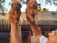Toy poodle yavrularımız bir birinden güzel