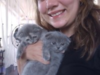2 aylık Scottish & British Shorthair Sahiplendirme