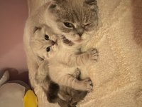 Scottish Fold Kedisi