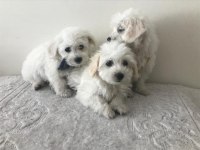 Maltese kardesler