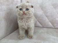 Minik kutup ayısı bebiş british shorthair