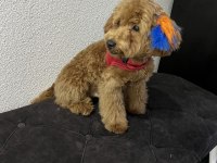 Toy poodle erkek 5 aylık