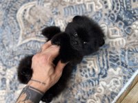 En Lüx Pomeranian Yavrumuz Karaböcük