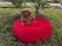 Toy Poodle Yavrularımız