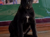 A Class Cane Corso Yavrular Kapıda Ödeme