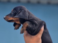 Yurtdışından dachshund yavrular
