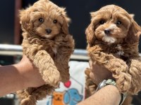 Ankaranın en elit kore maltipoo yavruları