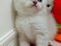 British Shorthair erkek bebek
