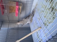 White face dişi sultan