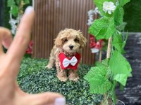 Cinsinin en iyisi maltipoo