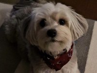 Çok sevecen uysal köpeğimiz
