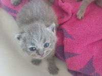 Bir dişi ve bir erkek 1.5 aylık iki yavru british shorthair