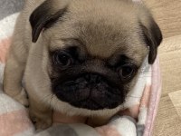 DÜNYA TATLISI PUG YAVRULARI