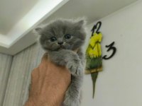 British Longhair 2 Aylık Erkek