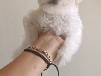Terrier maltese