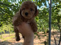 2.5 Aylık Toy Poodle