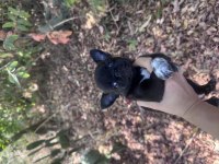 Orjinal Safkan Chihuahua Bebekler