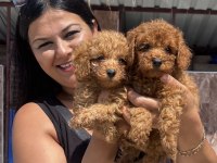 Ufacık Toy Poodle Yavrularım