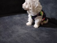 Son dişi köpeğimiz menemen
