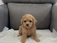 Orijinal Teacup Maltipoo
