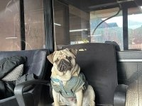 YETİSKİN ERKEK PUG MOPS