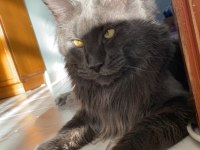 XXXL 2 erkek yavru maine coon