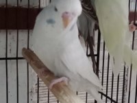 KONUŞTURMALIK RENK GÜZELİ SHOW JUMBO KUŞLAR VE ANAÇLAR