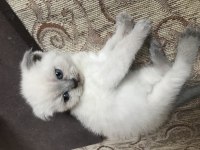 British shorthair kedimizi sahiplendirme