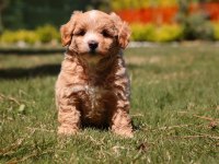 LEO SİZİ BEKLİYOR MALTİPOO