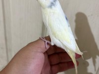 30 GÜNLÜK HARİKA ERKEK BEBEK MUHABBET KUŞU
