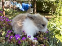 Hollanda Lop Tavşan