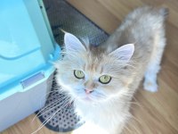 Safkan British Longhair Yetişkin Kedi NY12 BLACK GOLDEN