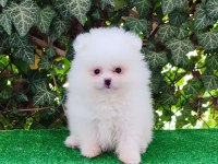 Pomeranian Boo Gülen Surat