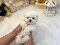 Maltese Terrier Ultra Mini Yavrularımız