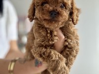 Safkan Poodle Bebek Köpekler
