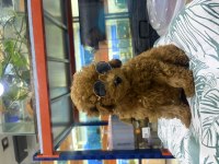 TEACUP KOREA BEBEK A KALİTE POODLE