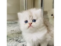 Sıradışı bir güzellikte British longhair bebek