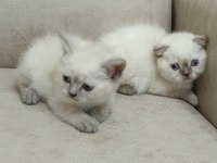 Yeni yuvalarına gitmeye hazır kediler