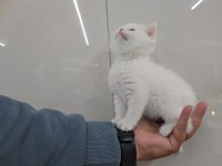 Golden point British shorthair erkek