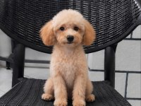 6 aylık boy garantili 2900 gram poodle
