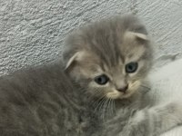 Yavru yeni mama yemeye başladı kedilerim