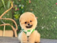 Teacup Oranj Pomeranian Boo Miniğimiz