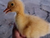 Ördek bulunur dostlarım çoluk çocuğunu sevindir