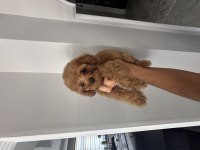 DİŞİ TOY POODLE YAVRULARIMIZ