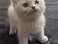 Safkan british shorthair