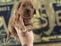 Toy Poodle Köpeği Yavrularımız