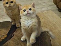 British Shorthair NY12 Dişi Golden Yavru