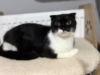 Scottish fold kedimiz ücretsiz