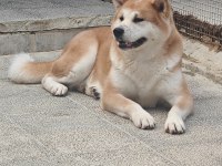 3 Yaşlarında A Kalite Japon Akita