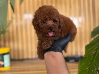 Toy Poodle Bebekler Referans Yavru